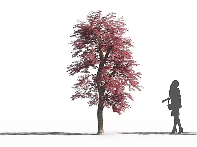 Tall Deciduous Tree With Vibrant Red Leaves And Woman Silhouette Walking 3d model