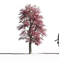 Tall Deciduous Tree With Vibrant Red Leaves And Woman Silhouette Walking