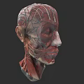 Detailed Human Head Anatomical Model Showing Muscles And Blood Vessels