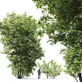 Modern Tree Maple Landscape Tree 3d model