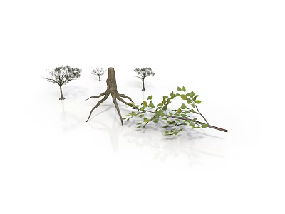 Plants With Dried Trees Exposed Roots And Green Leafy Branches On White Background 3d model