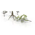 Plants With Dried Trees Exposed Roots And Green Leafy Branches On White Background