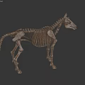 Realistic Horse Skeleton Model With Detailed Bone Structure And Lifelike Pose