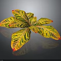 Variegated Foliage Plant Showcasing Broad Yellow Green Leaves with Red Edges on Dark Background