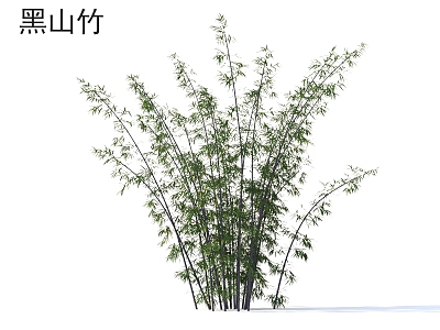 Black Mountain Bamboo Plants 3d model