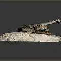 Brown Coiled Snake With Patterned Skin Resting On Gray Rock Surface 3d model
