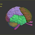 Detailed 3D Human Brain Anatomical Model With Colored Lobes And Neural Structures