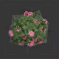 Elegant Pink Flowers In Decorative Vase With Green Leaves For Home Decor