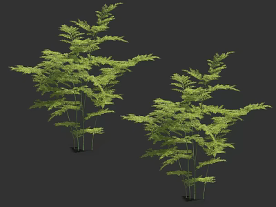 Lush Green Bamboo Plants With Dense Foliage For Indoor Decoration 3d model