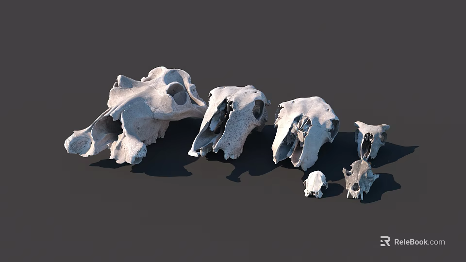 Medical Devices Animal Skull Anatomical Models Various Sizes Arranged for Educational 3d model 