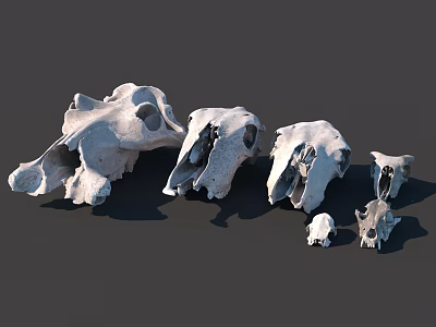 Medical Devices Animal Skull Anatomical Models Various Sizes Arranged for Educational 3d model
