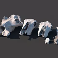 Medical Devices Animal Skull Anatomical Models Various Sizes Arranged for Educational