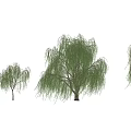 Weeping Willow Tree With Lush Green Branches Shown In Four Angles 3d model