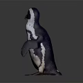 Standing Penguin With Black And White Feathers Isolated On Dark Background