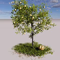Fruit Tree With Fruits And Basket Of Fruits On Green Grass Under Blue Sky Clouds