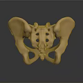 Human Pelvis Anatomical Structure 3D Rendered With Bone Details Medical Model