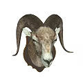 Decorative Realistic Ram Head Animal Wall Decor Hanging for Home Decoration