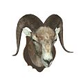 Nordic Sheephead Wall Decorations Country Sheephead Wall Decorations 3d model