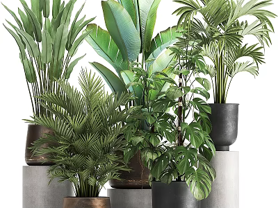 Various Green Shrubs With Large Leaves In Different Material Pots On Gray Cylindrical Pedestals 3d model