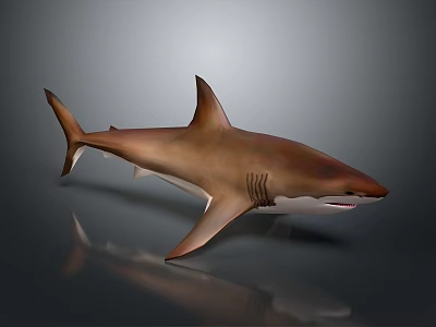 Realistic Brown Shark With Sharp Dorsal Fin And Muscular Body On Dark Background 3d model