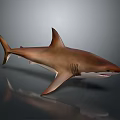 Realistic Brown Shark With Sharp Dorsal Fin And Muscular Body On Dark Background
