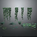 Lush Green Hanging Plants And Various Small Foliage On Dark Reflective Surface