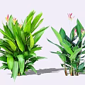 Lush Green Leaf Shrubs With Pink And Yellow Flowers For Garden Decoration