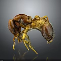 Detailed Close Up Of Brown Ant Showing Legs Antennae On Dark Reflective Background