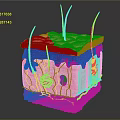 Educational Medical Device 3D Skin Structure Anatomical Model for Medical Training