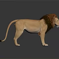 Realistic Lion With Brown Mane Standing On Dark Reflective Surface