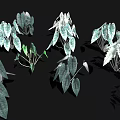 Diverse Indoor Plants With Green And White Leaves And Various Leaf Shapes