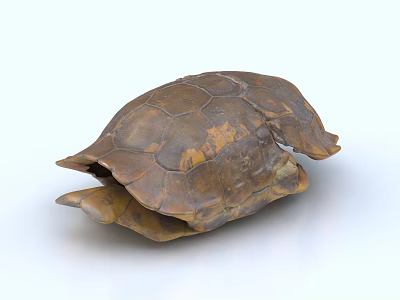 Natural Textured Turtle Shell Decorative Ornament Set For Home 3d model