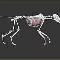 Veterinary Medical Skeleton Model 3D Rendered with Highlighted Thoracic Cavity and Colored Labels 3d model