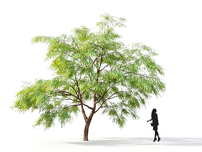 Lush Green Arbor With Brown Trunk And Person Silhouette Standing Nearby 3d model