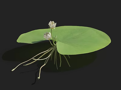 Fresh Green Lotus Leaf With White Flowers And Long Roots On Black Background 3d model