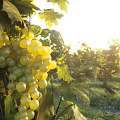 Aerial View Of Sunlit Vineyard Landscape With Neatly Arranged Rows Of Green Vines