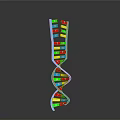 Colorful Double Helix DNA Model As Educational Decorative Household Item 3d model