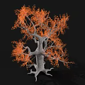 Ornamental Shrub With Orange Leaves Grayish White Trunk And Exposed Roots On Black Background