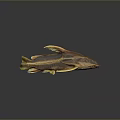 Unique Brown and Yellow Fish with Distinctive Fins and Body Structure on Dark Background