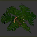 Lush Monstera Plant With Green Leaves In Orange Pot On Wooden Legs Against Dark Background