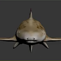 Spotted Shark Featuring Light Brown White Dorsal Fins Tail Fin On Dark Background With Reflection