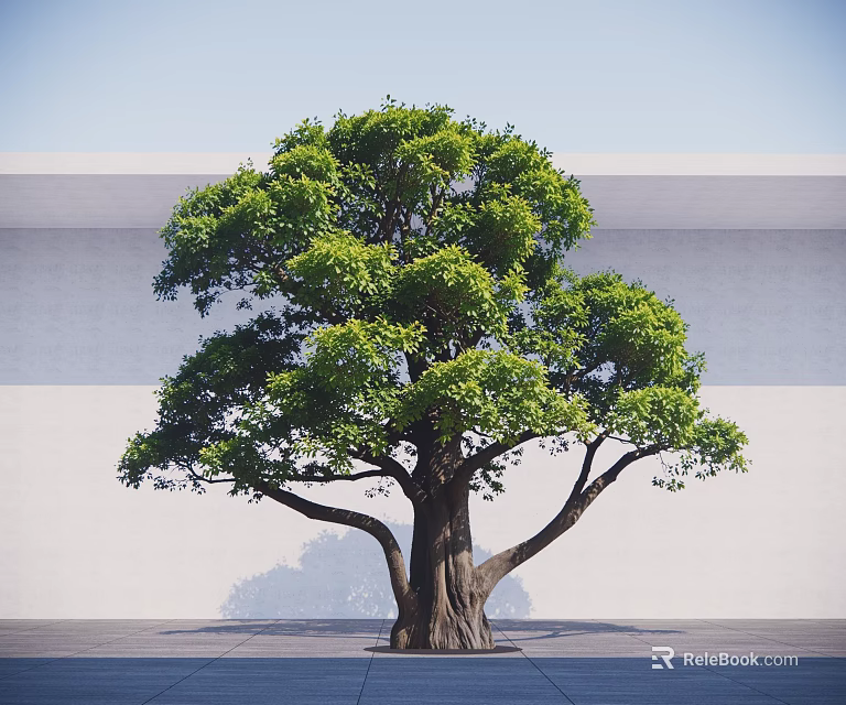 Large Arbor With Thick Trunk And Lush Green Leaves Against White Wall And Gray Ground 3d model 