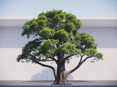 Large Arbor With Thick Trunk And Lush Green Leaves Against White Wall And Gray Ground 3d model
