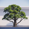 Large Arbor With Thick Trunk And Lush Green Leaves Against White Wall And Gray Ground