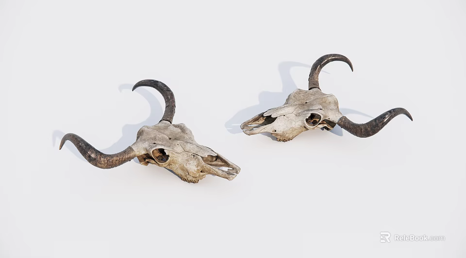 Two Bull Skulls With Curved Horns Isolated On White Background 3d model 