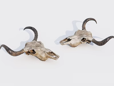 Two Bull Skulls With Curved Horns Isolated On White Background 3d model