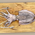 Giant Squid With Striped Body And Long Tentacles On Wooden Surface