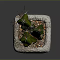 Green Spiky Cactus Plant In Square Stone Pot On Dark Surface