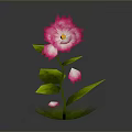 Vibrant Pink Flower With Fresh Green Leaves And Small Pink Buds On Green Base