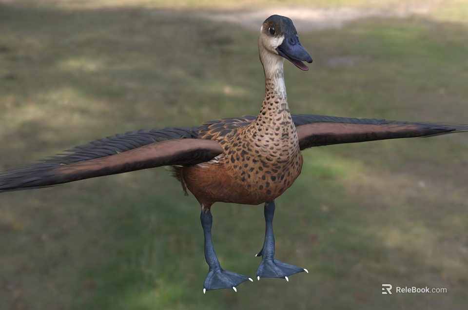 Aquatic Duck With Brown Spotted Feathers Blue Feet And Spread Wings Standing On Grass 3d model 